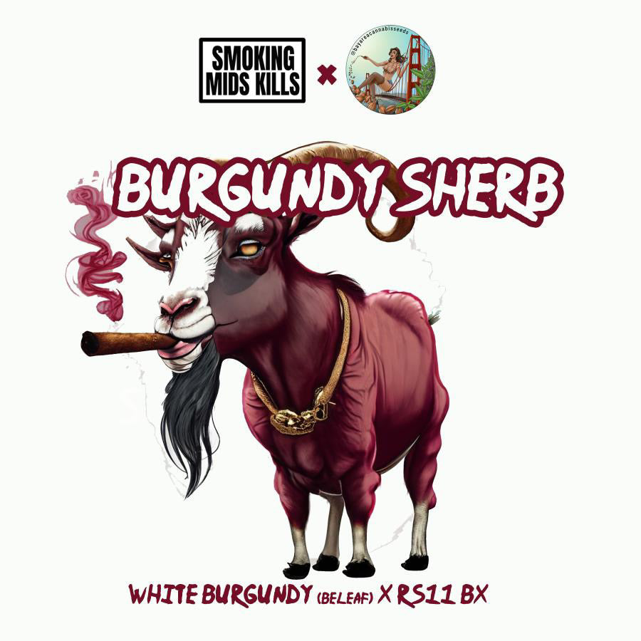 Burgundy Sherb (last pack)