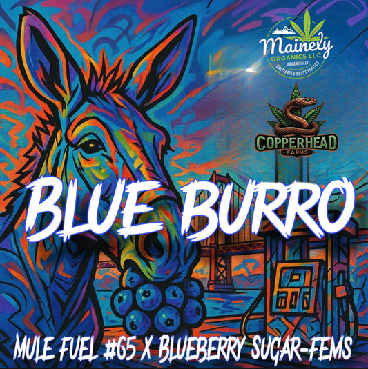 BLUE BURRO
