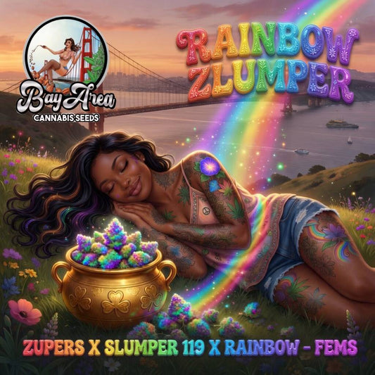 RAINBOW ZLUMPER