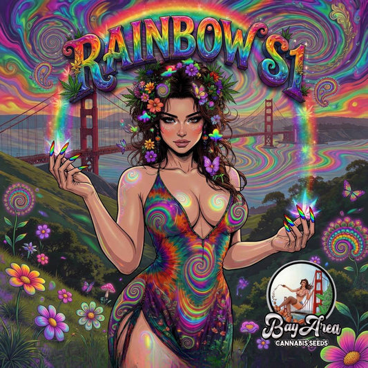 RAINBOW S1 (almost gone!)